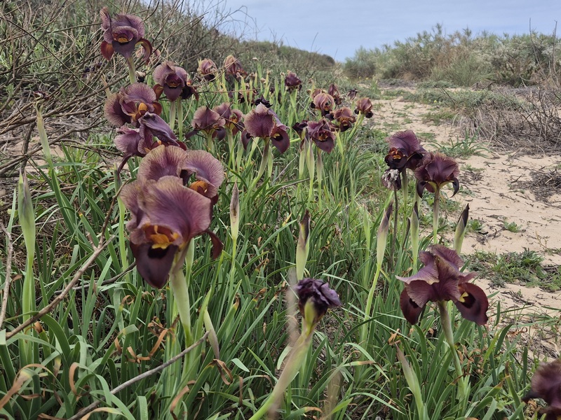 קובץ:אירוסים בשפך שורק.jpg
