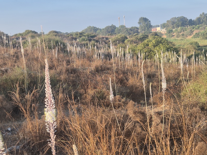 קובץ:חצבים בגבעת אודים.jpg