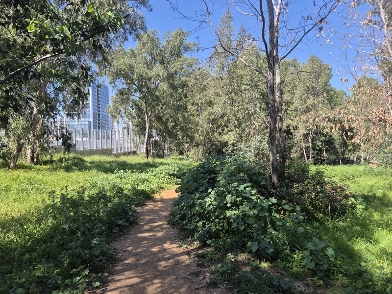 קובץ:יער אוסישקין2.jpg