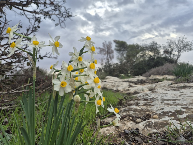 קובץ:גבעת גד2.jpg