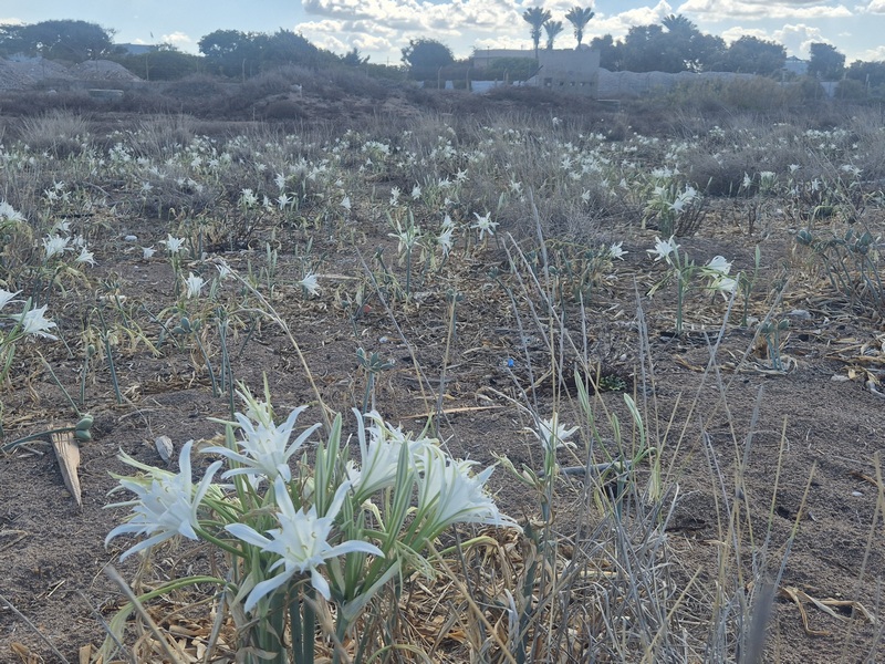 קובץ:Shavey tziyon beach2.jpg
