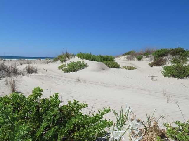 Gulf dunes.jpg