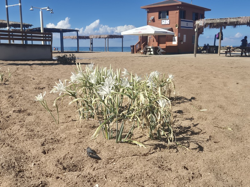 קובץ:Shavey tziyon beach1.jpg