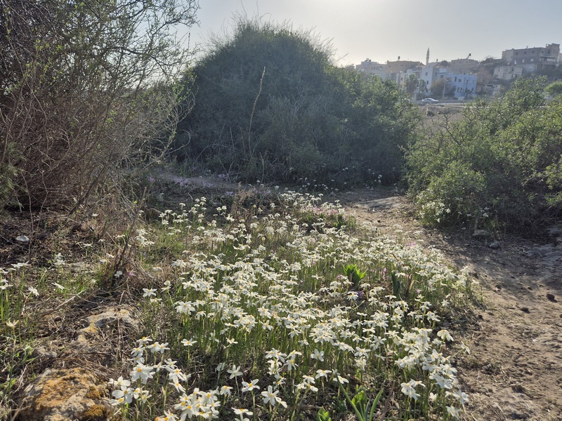 קובץ:גבעת האשחרים2.jpg