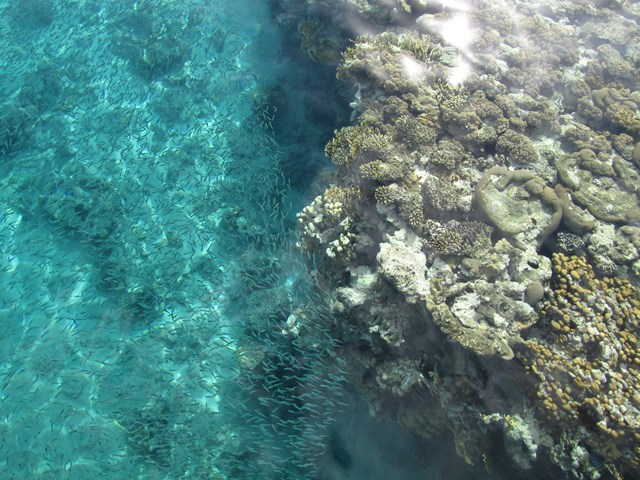 Coral sea2.jpg