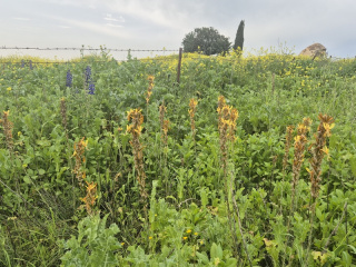 שמורת בלפוריה2.jpg