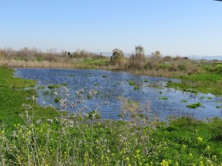 מאגרי שדות ים.jpg