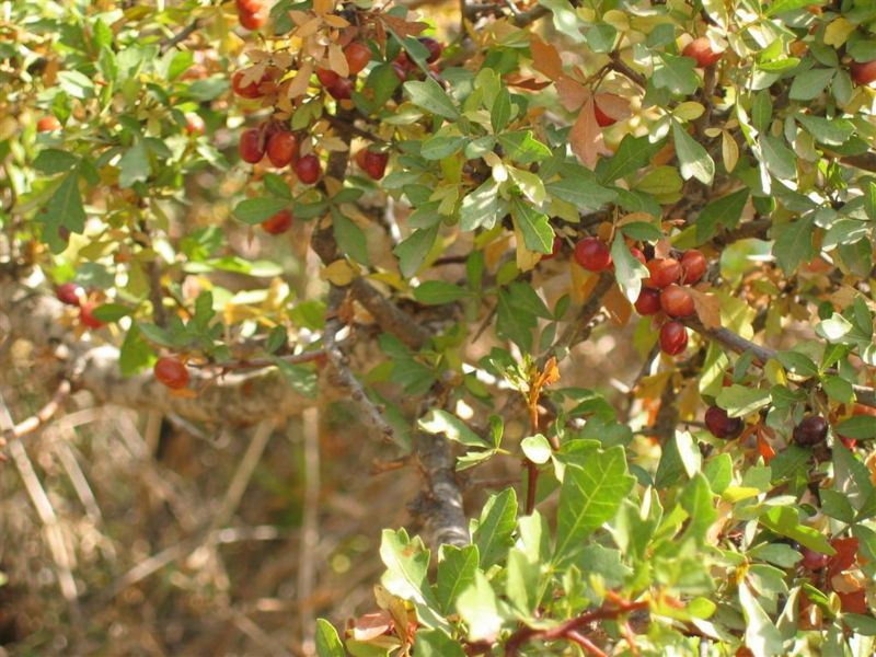 קובץ:Og kotzani plant.jpg