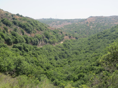 שמורת נחל שרך.jpg
