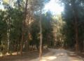 Kadima forest.jpg