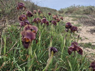 אירוסים בשפך שורק.jpg