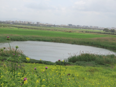 שמורת בלפוריה.jpg