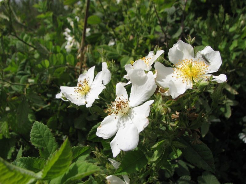 קובץ:Vered zidoni.jpg