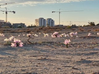 סתוונית הנגב בבאר שבע.jpg
