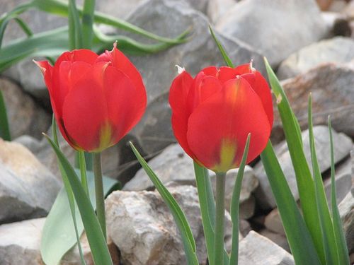 Mountain tulip.jpg