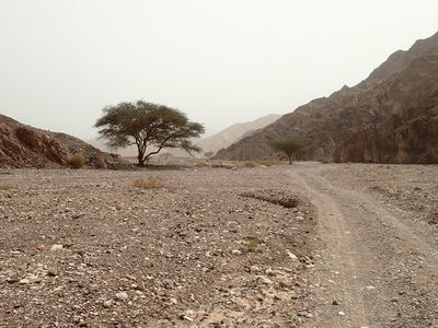 Wadi shlomo1.jpg