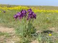 Irises bsor.jpg