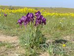 Irises bsor.jpg