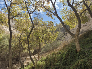 צפצפות בעין עבדת.jpg