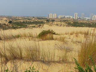 Ashdod dunes.jpg