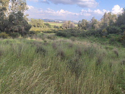שמורת רמת הכובש.jpg