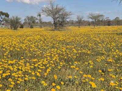 יער אבשלום1.jpg