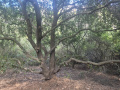 תמונה ממוזערת לגרסה מ־18:33, 11 באוקטובר 2026