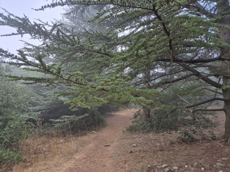 קובץ:Neria cedars.jpg