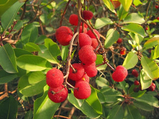 Katlav-fruits.jpg