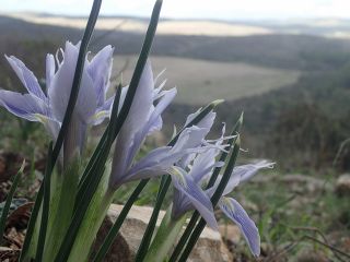 Irises186 1.jpg