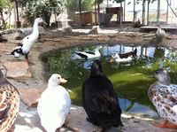 ברווזים בוגרים בבריכה