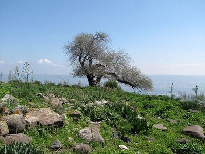 שמורת מצפה אלות – iNature