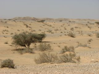 Sheizaf dunes.jpg