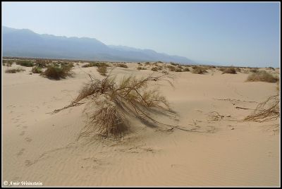 Samar dunes weinman.jpg