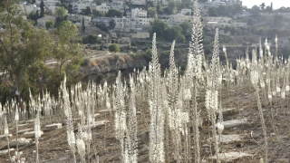 בית הקברות סמבוסקי1.jpg