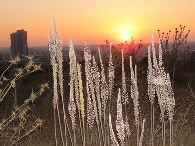 חצב מצוי – iNature