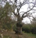 Tivon oak.jpg