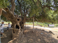 תמונה ממוזערת לגרסה מ־16:48, 27 ביולי 2025