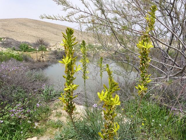 בורות לוץ וראש אלות – iNature