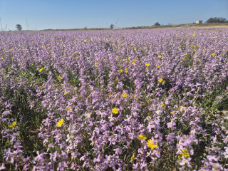 מנתור במצפה גבולות.jpg