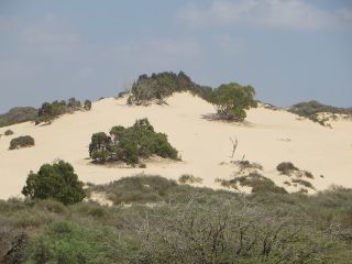 Caesarea dunes1.jpg