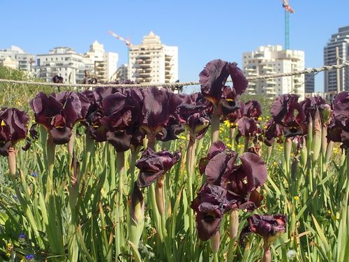 Irises ein hayam1.jpg