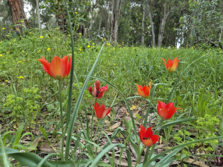 צבעונים ביער קפלן.jpg