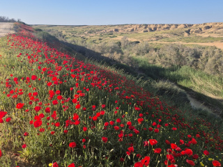 פרגים בדרך הבשור.jpg
