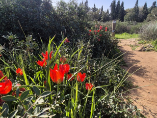 צבעונים במעגן מיכאל.jpg