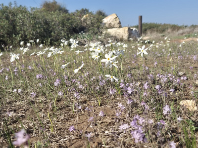 גבעת הפריחה1.jpg