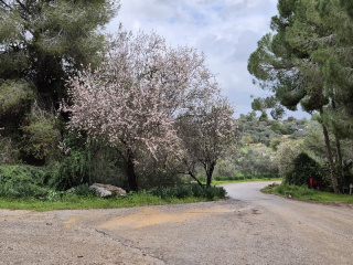 שקד בנאות קדומים.jpg