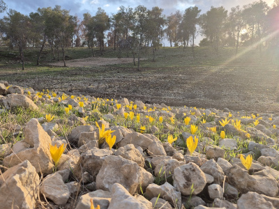 חלמוניות הדרדרת1.jpg