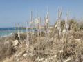 תמונה ממוזערת לגרסה מ־02:49, 24 בספטמבר 2025